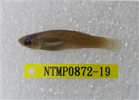 藏品(大肚魚)的圖片